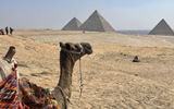 A camel overlooks the Pyramids of Giza in Egypt, part of a Viking Aton excursion to the last remaining structure of the Seven Wonders of the Ancient World.