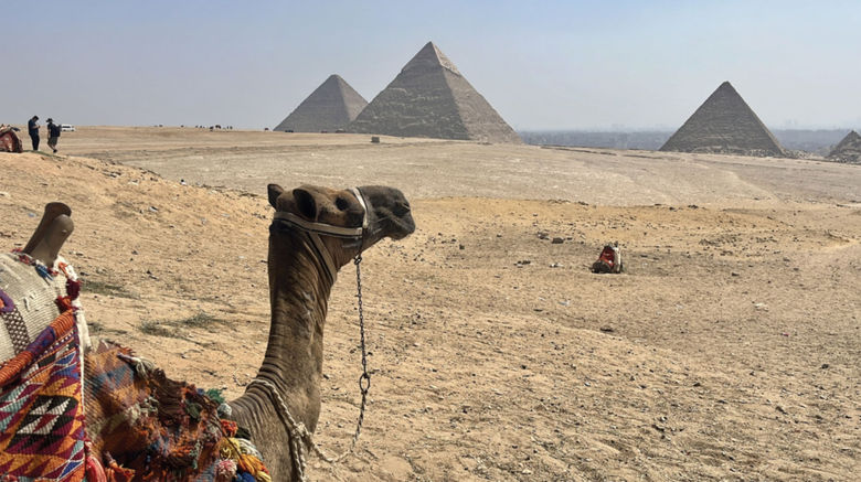 A camel overlooks the Pyramids of Giza in Egypt, part of a Viking Aton excursion to the last remaining structure of the Seven Wonders of the Ancient World.