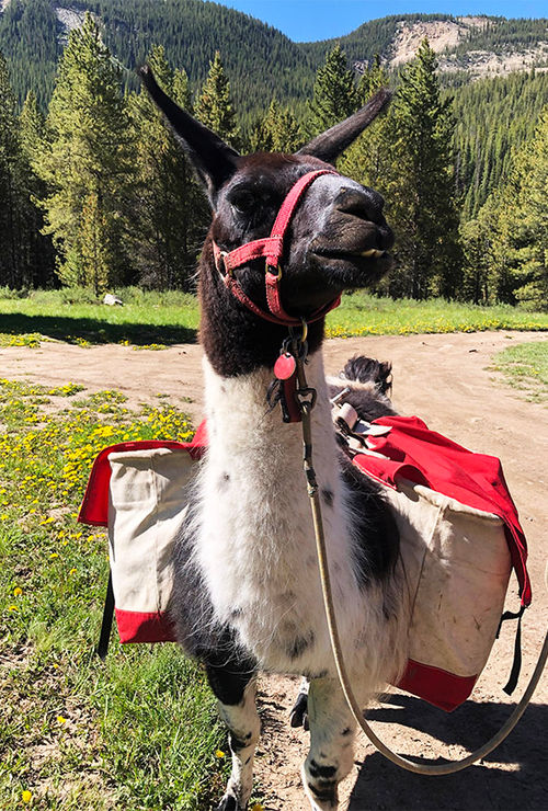 A llama awaits the start of a hike with Paragon Guides near Vail, Colo.