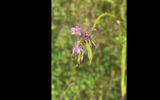 A wild orchid on Fatu Hiva.