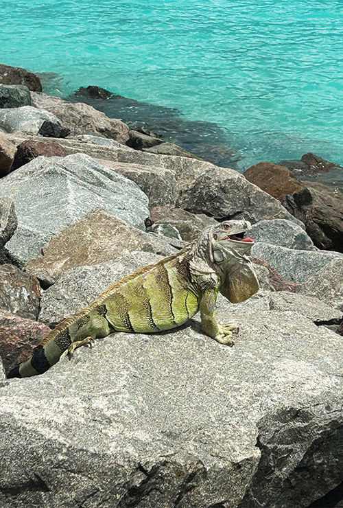 An iguana basks in the sun on the private island.