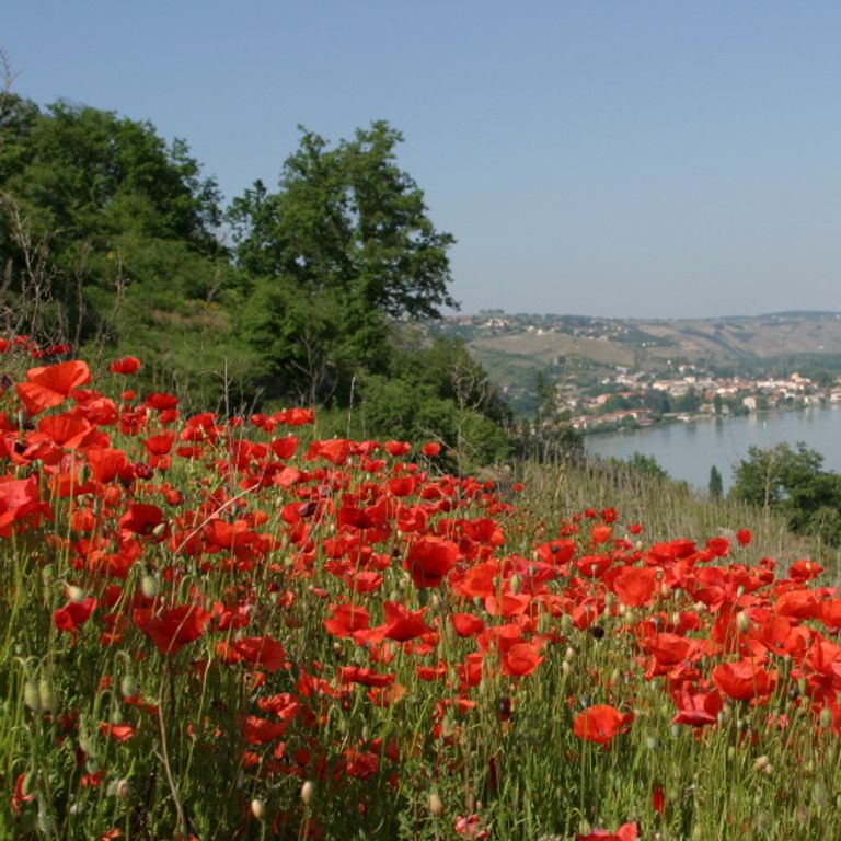 Rhone River Cruises